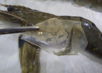 Barnaby Joyce fears importers knowingly brought diseased prawns to Australia